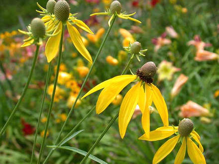 Prairie Coneflower, Gray-headed Coneflower (Ratibida pinnata (Gray Headed Coneflower))