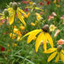 Prairie Coneflower, Gray-headed Coneflower (Ratibida pinnata (Gray Headed Coneflower))