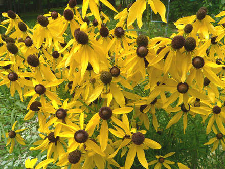 Prairie Coneflower  (Ratibida pinnata (Gray Headed Coneflower))