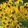 Prairie Coneflower  (Ratibida pinnata (Gray Headed Coneflower))