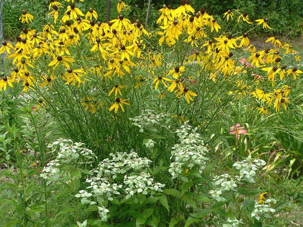 Prairie Coneflower Full View with Mountain Mint (Ratibida pinnata (Gray Headed Coneflower))