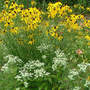 Prairie Coneflower Full View with Mountain Mint (Ratibida pinnata (Gray Headed Coneflower))