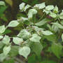 Mint_mt
