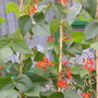 runner beans