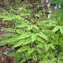 Northern Maidenhair Fern (Adiantum pedatum)