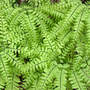 Northern Maidenhair Fern From Above (Adiantum pedatum)