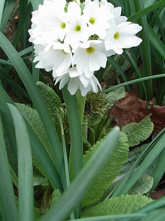 Primula denticulata (Primula denticulata)