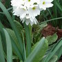 Primula_denticulata_-_white