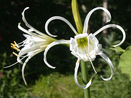 Peruvian Daffodil (Hymenocallis narcissiflora, Syn. H. calathina, Ismene calathina)