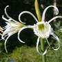 Peruvian_daff_6-18-05_exc_med