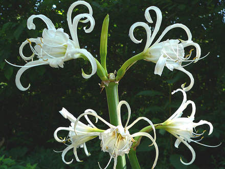 More Mature Peruvian Daffodil (Hymenocallis narcissiflora, Syn. H. calathina, Ismene calathina)