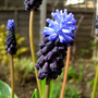 Muscari latifolium (Muscari latifolium)