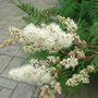 Sorbus reducta - 2009 (Sorbus reducta)