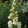 Verbascum 'Snow Maiden' (Verbascum bombyciferum (Mullein))