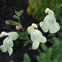 Salvia x jamensis 'Skylights Primrose' (Salvia x jamensis)