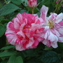 Garden_28.06.09_037.jpg