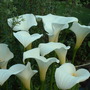 Garden_28.06.09_063.jpg