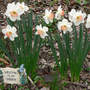 Ring Of Fire (Narcissus "Ring of Fire")