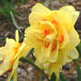 Daff_tahiti_2_blooms_4-15-06_med