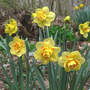 "Tahiti" As A Group (Narcissus Double)