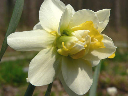 Daffodil 