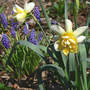 Daff_wave_w_bluebottles_4-03-07_med