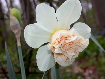 Daffodil 