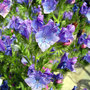 Viper's Bugloss (Echium vulgare)