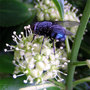 Bluebottle on Euonymus radicans flower (Euonymus japonicus (Japanese Euonymus))