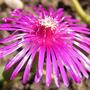 Delosperma (Delosperma cooperi (Hardy Ice Plant))