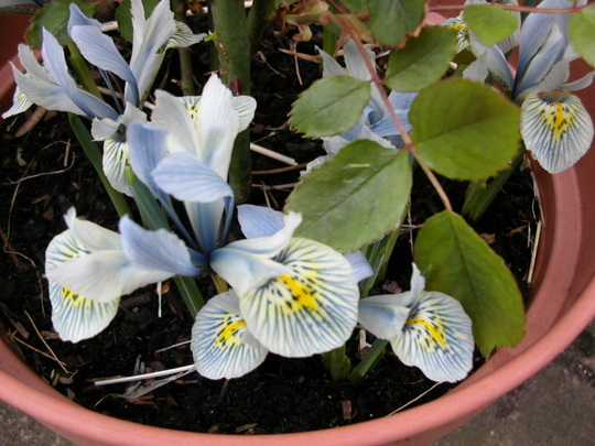 small irisis