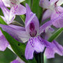 Orchid (Dactylorhiza fuchsii (Common Spotted Orchid))