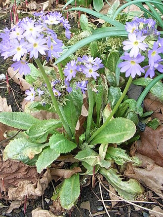 Primula denticulata - lilac (Primula denticulata)