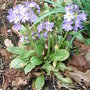 Primula_denticulata_-_lilac