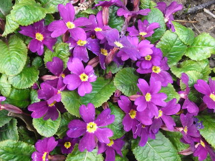 Primula 'Wanda' (Primula 'Wanda')