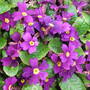 Primula 'Wanda' (Primula 'Wanda')