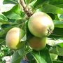 Apples