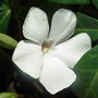 Vinca_minor__alba_