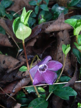 Vinca_minor__Atropurpurea_.jpg (Vinca minor)