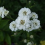 Achillea_ptarmica__the_pearl_