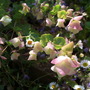 Origanum 'Kent Beauty' (Origanum 'Kent Beauty')