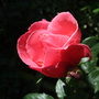 Rosa 'Handel' (climber) (Rosa 'Handel')