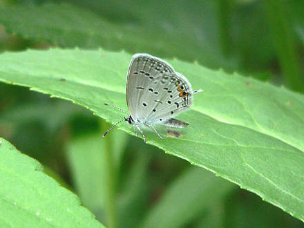 Eastern Tailed-blue