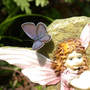 Eastern_tailed_blue_fairy_8-09-03_med
