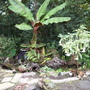 small tropical garden