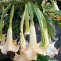 Summer_flowers__8-14-06_143