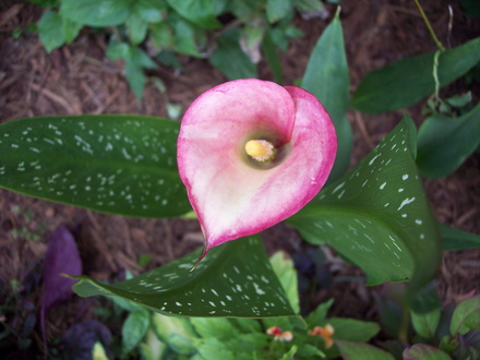 Calla lily