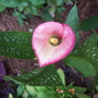 Calla lily