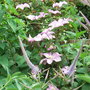 Clematis__comtesse_de_bouchaud__and_veronicastrums