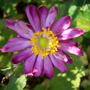 Fall_flowers_10-1-06_066